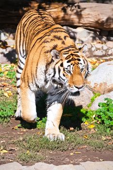 Wild and agressive Bengal tiger in zoo