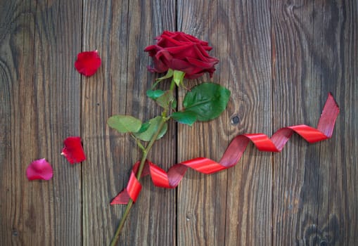 Red rose with petals and decorative ribbon over a wood background 