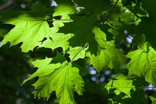 Lush green leaves background in bright sunlight