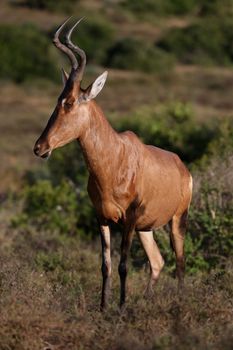 Graceful looking Red Hartebeest Antelope with curved horns