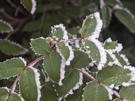 Rime covered leafs in park