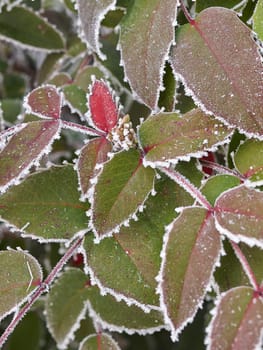 Rime covered leafs in park