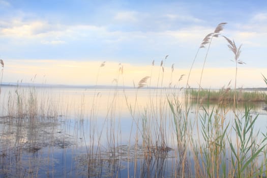 Beautiful reeds, (Phragmites australis ) softly swaying and whispering gracefully in the wetlands area of Tuggerah Lakes near Long Jetty at sunset