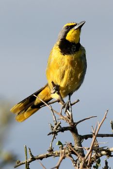 Alert Bokmakierie or Bushshrike bird from South Africa