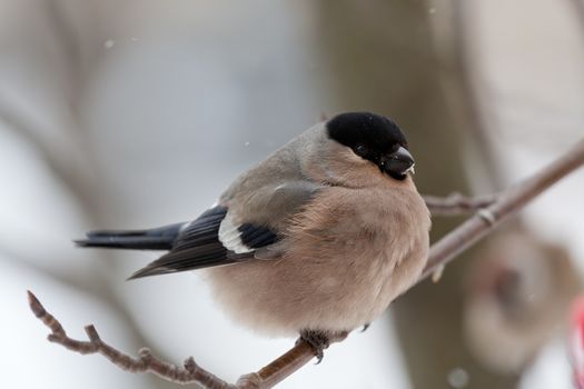 The female bullfinch sits on a mountain ash branch