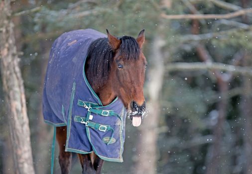 A horse outside during winter