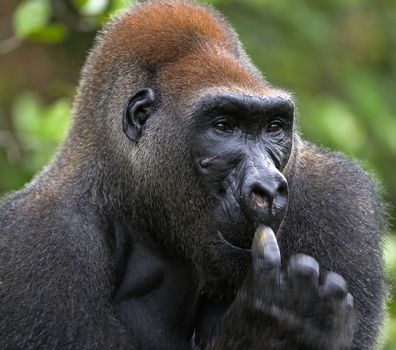 

Portrait of Silverback - adult male of a gorilla. Western Lowland Gorilla. Congo.