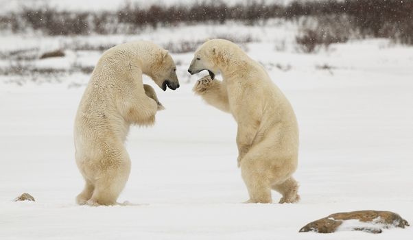 Sparing polar  bears.Two polar bears play fighting. Polar bears fighting on snow have got up on hinder legs. 