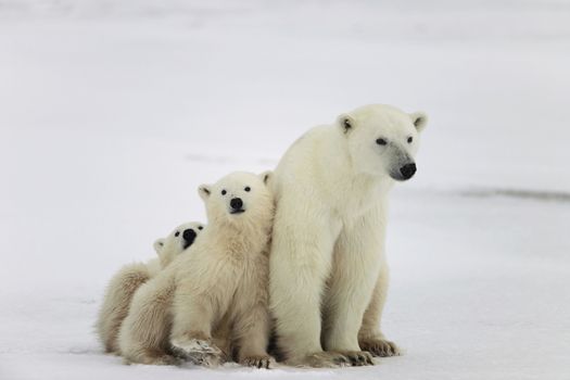 Polar she-bear with cubs. A Polar she-bear with two small bear cubs