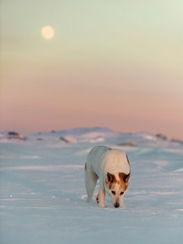 At sunset  the dog walk on a trace. Winter.