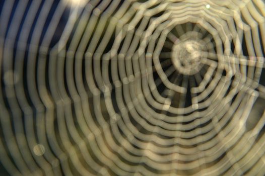 Spiderweb Bacground.  Unfocused Spider web on a meadow in the rays of the rising sun.  Backlit by the rising sun.