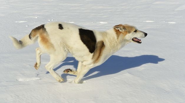 Dog quickly runs on snow. Shadow on the snow
