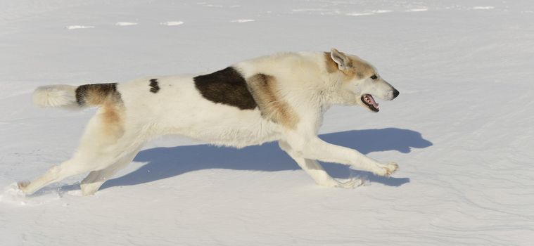 Dog quickly runs on snow. Shadow on the snow