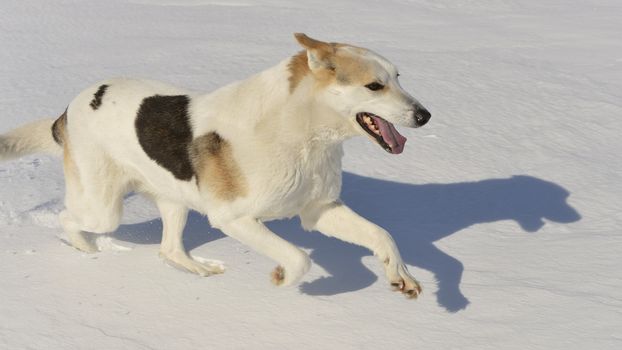 Dog quickly runs on snow. Shadow on the snow