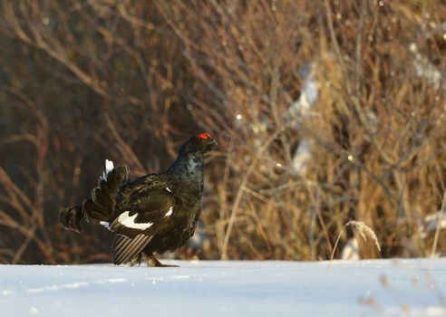 Black Grouse (Tetrao tetrix) male in the snow. Dark background