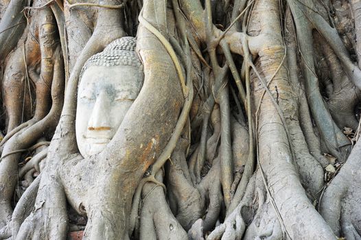 Stone budda head traped in the tree roots at Wat Mahathat, Ayutthaya, Thailand 
