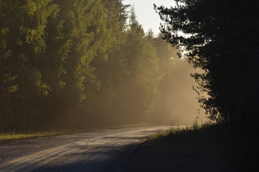 Forest road in early foggy morning with visible sun rays