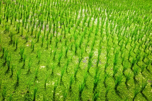 Detail of green rice field crop with no sky