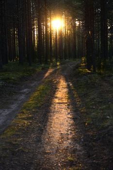 Sunset light. Summer forest. Sunset light of the leaving sun through pine forest.  Beautiful nature background