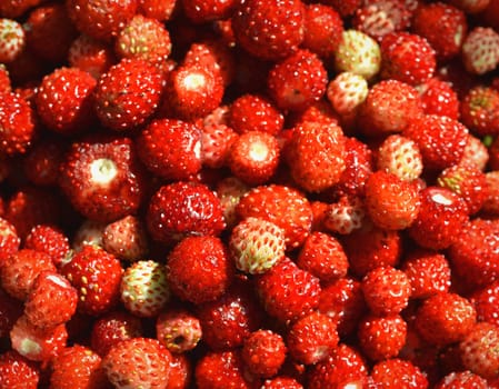 A lot of red juicy wild strawberry. Closeup of heap of ripe wild strawberries  