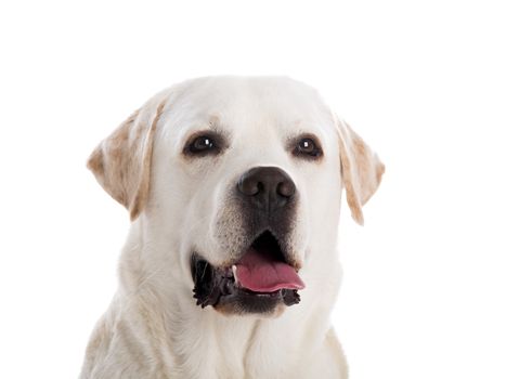 close-yp portrait of a beautiful labrador retriever breed, isolated on white background