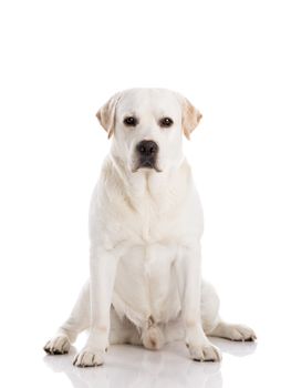 Beautiful labrador retriever breed, isolated on white background
