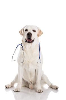 Beautiful labrador retriever with a stethoscope on his neck, isolated on white