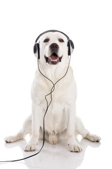 Labrador retriever listen music with headphones