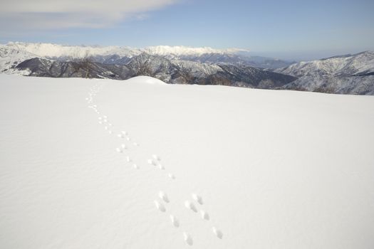 Wildlife traces on a snowy slope in scenic mountain view and cloudy day