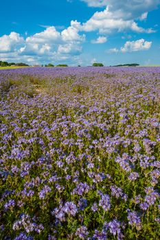 Field of blooming Lacy phacelia (Phacelia tanacetifolia) at a beautiful summer day