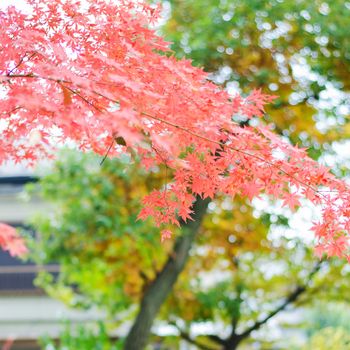 Japanese maple leaf in autumn season