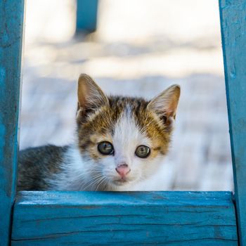 Kitten hidding behind a blue chair