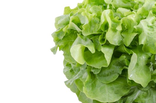 fresh green oke  salad leaves isolated on white background