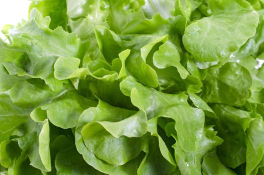 fresh green oke  salad leaves isolated on white background