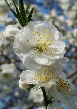 cerasus sargentii rehder in Yuyuantan park of spring Beijing.