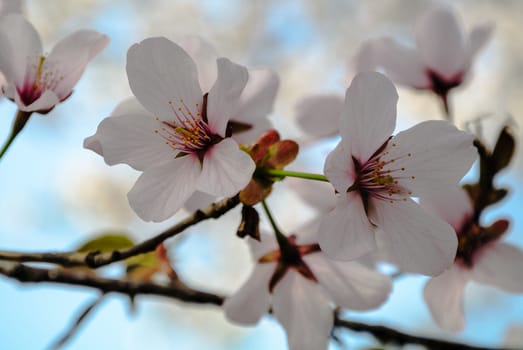 Cerasus serrulata 'Kanzan' in Yuyuantan park of Beijing.