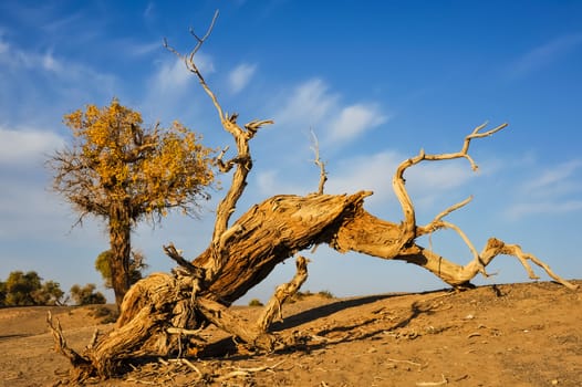 The death populus euphratica under sunset in desert of Inner Mongolia.