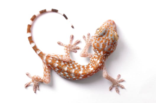 Gecko climbing on white background 