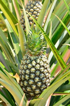 Pineapple in farm, Agriculture in Thailand