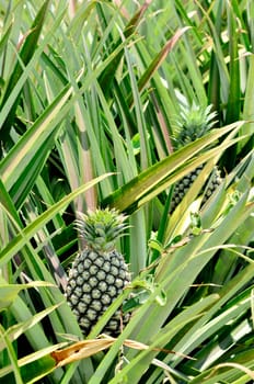 Pineapple in farm, Agriculture in Thailand