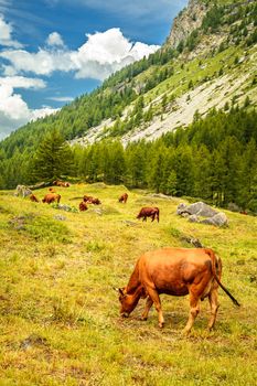 Mountain landscape with cattle and forest, in French Alps