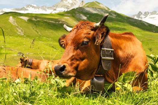 Close up view of a cow in an alpine meadow