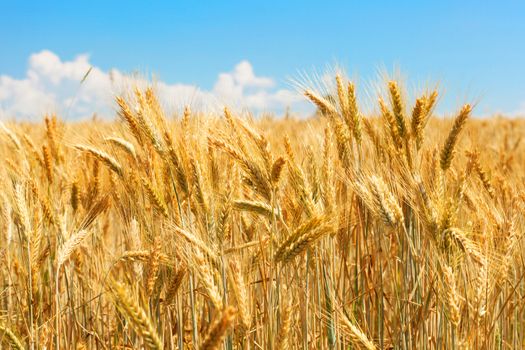 Close up view of a ears of wheat