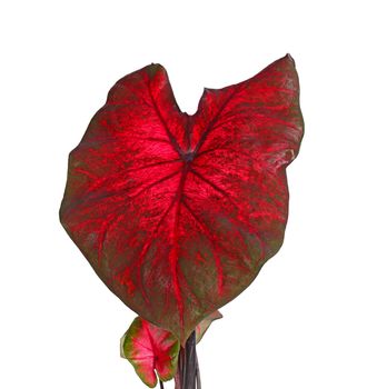 Red and green leaves of a caladium cultivar (Caladium bicolor) isolated against a white background