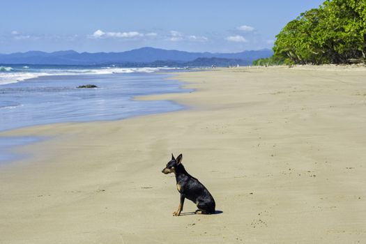 Small dog waiting patiently for his master on the beach.