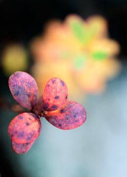 Autumn leaves in sunset light (Bog bilberry or northern bilberry) on the dark background Autumn leaves in sunset light (Bog bilberry or northern bilberry) on the dark background