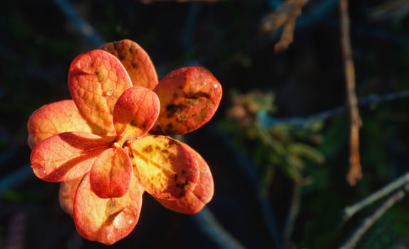 Autumn leaves in sunset light (Bog bilberry or northern bilberry) on the dark background Autumn leaves in sunset light (Bog bilberry or northern bilberry) on the dark background