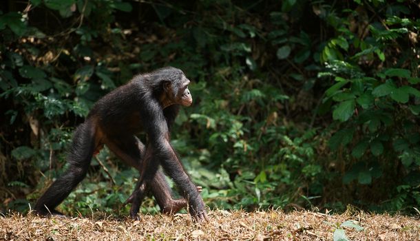 Walking Bonobo  ( Pan paniscus)   portrait. At a short distance, close up. 