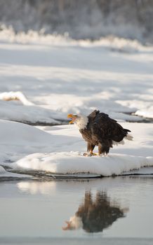 Shouting Bald eagle ( Haliaeetus leucocephalus )  with reflection on the water. 