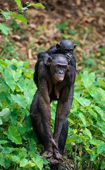 Bonobo  Cub on brachiums at mother.  At a short distance, close up. The Bonobo ( Pan paniscus),  called the pygmy chimpanzee. Democratic Republic of Congo. africa